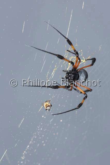 Nephilidae_9626.JPG - France, île de la Réunion, Araneae, Nephilidae, Araignée, Néphile dorée ou Bibe(Nephila inaurata madagascariensis) sur sa toile capturant une proie, Golden silk orb-weaver, in "Portraits d'araignées" de Christine Rollard et Philippe Blanchot, ed. Quae