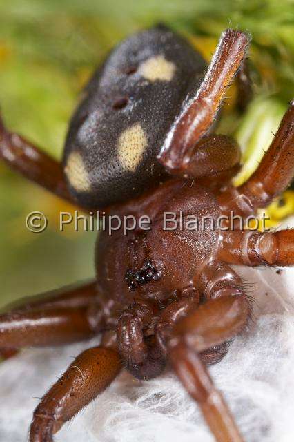 Oecobiidae_5088.JPG - France, Corse, Araneae, Oecobiidae, Araignée tournoyante, Uroctée de Durand (Uroctea durandi), femelle, Disc web spider, in "Portraits d'araignées" de Christine Rollard et Philippe Blanchot, ed. Quae