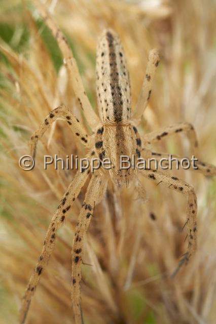 Philodromidae_0482.JPG - France, Araneae, Philodromidae, Araignée, Philodrome (Tibellus sp), jeune mâle, Running crab spider (Tibellus sp), young male, in "Portraits d'araignées" de Christine Rollard et Philippe Blanchot, ed. Quae