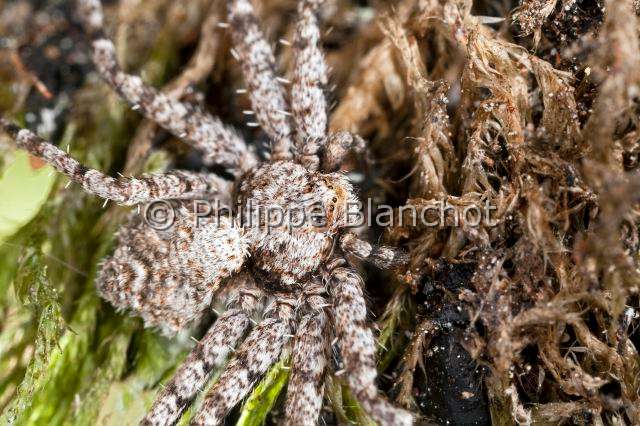 Philodromidae_5422.JPG - France, Araneae, Philodromidae, Araignée, Philodrome (Philodromus margaritatus)Lichen Running Spider, in "Portraits d'araignées" de Christine Rollard et Philippe Blanchot, ed. Quae