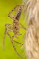 Philodromidae_0472