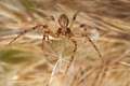 Philodromidae_0486