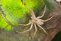 Philodromidae_0517