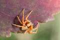 Philodromidae_0536