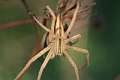 Philodromidae_4822
