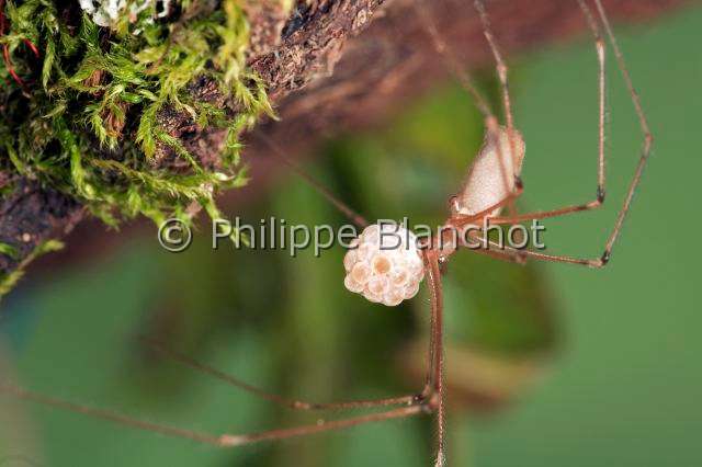 Pholcidae-pholcus-3.JPG - France, Araneae, Pholcidae, Pholque phalangide (Pholcus phalangioides) femelle tenant son cocon, Daddy longlegs, in "Portraits d'araignées" de Christine Rollard et Philippe Blanchot, ed. Quae