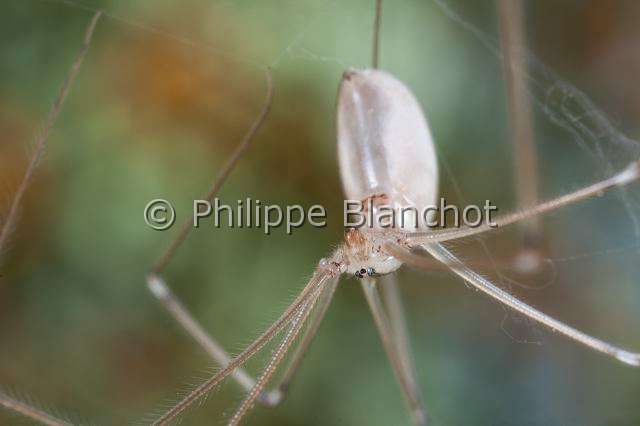 Pholcidae_4591.JPG - France, Araneae, Pholcidae, Pholque phalangide (Pholcus phalangioides), portrait of Daddy longlegs, in "Portraits d'araignées" de Christine Rollard et Philippe Blanchot, ed. Quae