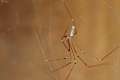 Pholcidae_1136