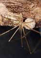 Pholcidae_1185-2