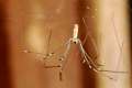 Pholcidae_4490