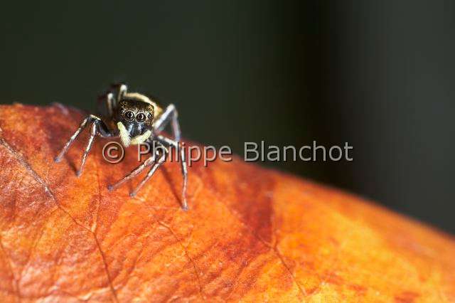 Salticidae_0077.JPG - France, Indre-et-Loire (37), Araneae, Salticidae Araignée sauteuse ou Saltique (Heliophanus cupreus), subadulte, Jumping spider, in "Portraits d'araignées" de Christine Rollard et Philippe Blanchot, ed. Quae