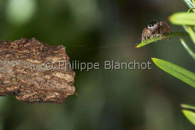 Salticidae_0118.JPG - France, Araneae, Salticidae, Araignée sauteuse ou Saltique (Evarcha falcata), femelle, Jumping spider, in "Portraits d'araignées" de Christine Rollard et Philippe Blanchot, ed. Quae