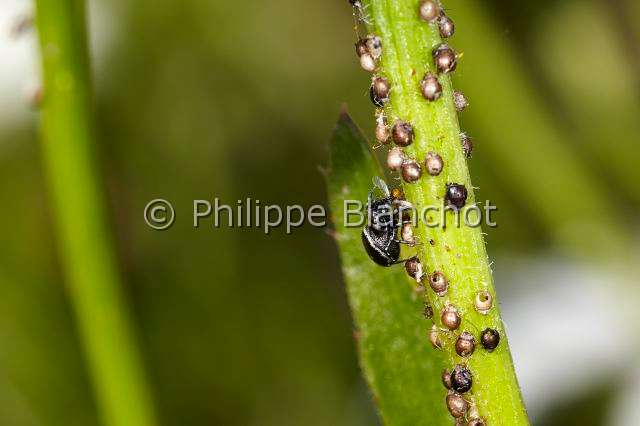 Salticidae_4142.JPG - France, Indre-et-Loire (37), Araneae, Salticidae Araignée sauteuse ou Saltique (Heliophanus tribulosus) dévorant des pucerons, Jumping spider