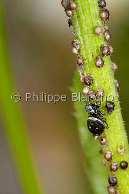 Salticidae_4150.JPG - France, Indre-et-Loire (37), Araneae, Salticidae Araignée sauteuse ou Saltique (Heliophanus tribulosus) dévorant des pucerons, Jumping spider, in "Portraits d'araignées" de Christine Rollard et Philippe Blanchot, ed. Quae