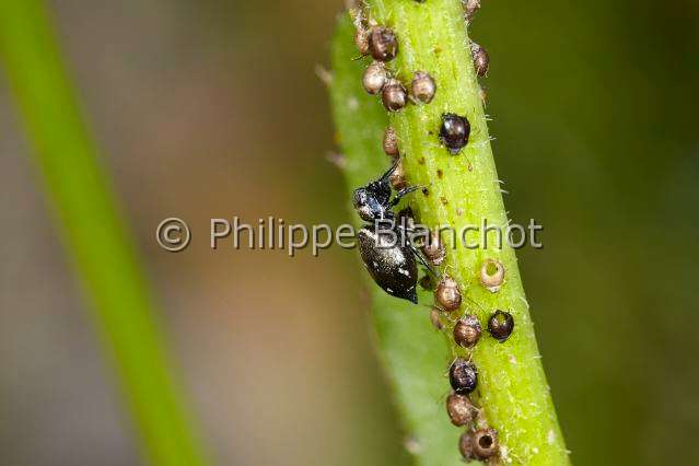 Salticidae_4151.JPG - France, Indre-et-Loire (37), Araneae, Salticidae Araignée sauteuse ou Saltique (Heliophanus tribulosus) dévorant des pucerons, Jumping spider