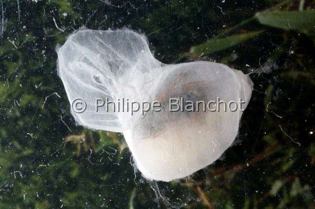 Salticidae_8527.JPG - France, Indre-et-Loire (37), Araneae, Salticidae Araignée sauteuse ou Saltique (Heliophanus cupreus), cocon, Jumping spider