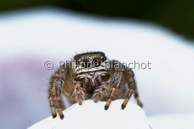 Salticidae_9607.JPG - France, Araneae, Salticidae, Araignée sauteuse ou Saltique (Evarcha arcuata), femelle/, Jumping spider, in "Portraits d'araignées" de Christine Rollard et Philippe Blanchot, ed. Quae