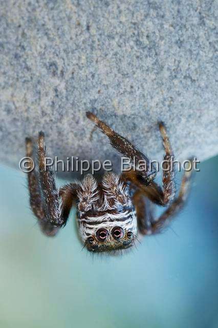 Salticidae_9637.JPG - France, Araneae, Salticidae, Araignée sauteuse ou Saltique (Evarcha arcuata), mâle, Jumping spider, in "Portraits d'araignées" de Christine Rollard et Philippe Blanchot, ed. Quae