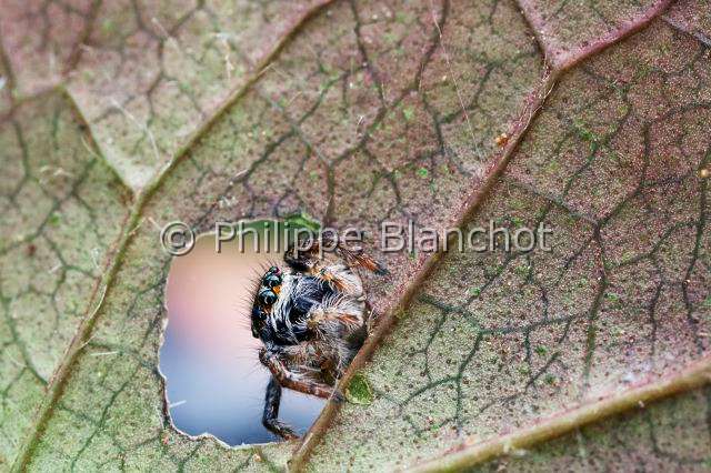 Salticidae_9780-1.JPG - France, Araneae, Salticidae, Araignée sauteuse ou Saltique (Carrhotus xanthogramma), femelle, 4 mm, Jumping spider, in "Portraits d'araignées" de Christine Rollard et Philippe Blanchot, ed. Quae
