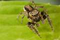 Salticidae_1384