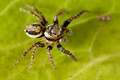 Salticidae_1389-2