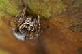 Salticidae_4740