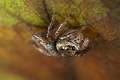 Salticidae_4742