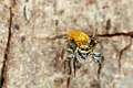 Salticidae_4845