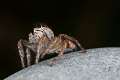 Salticidae_4856