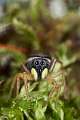 Salticidae_8440-1