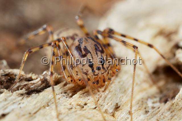 PBL_Araignees_2014_MG_7524.JPG - France, Paris (75), Araneae, Scytodidae, Araignée cracheuse (Scytodes thoracica), Spitting Spider, in "Portraits d'araignées" de Christine Rollard et Philippe Blanchot, ed. Quae