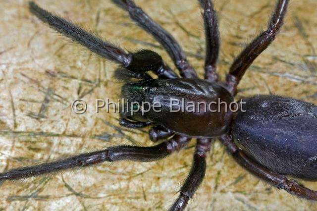 Segestriidae_1676.JPG - France, Pyrénées-Atlantiques (64), Araneae, Segestriidae, Araignée, Ségestrie (Segestria florentina), Autotomie d'une patte antérieure, Tube web spider or Cellar spider, in "Portraits d'araignées" de Christine Rollard et Philippe Blanchot, ed. Quae