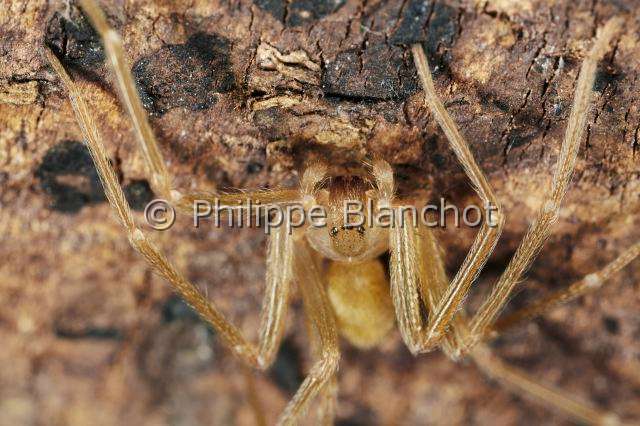 Sicariidae_0008.JPG - France, Hérault (34), Araneae, Sicariidae, Araignée violoniste (Loxosceles rufescens), Mediterranean recluse spider, in "Portraits d'araignées" de Christine Rollard et Philippe Blanchot, ed. Quae