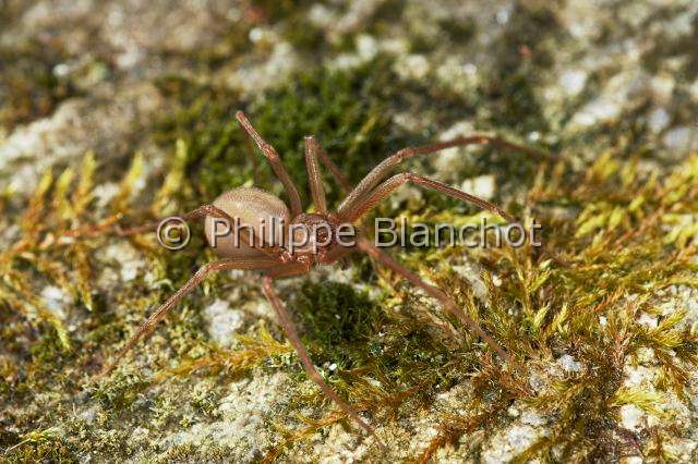 Sicariidae_7699.JPG - France, Hérault (34), Araneae, Sicariidae, Araignée violoniste (Loxosceles rufescens), Mediterranean recluse spider, in "Portraits d'araignées" de Christine Rollard et Philippe Blanchot, ed. Quae