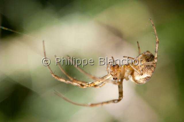 Tetragnathidae_0695.JPG - France, Araneae, Tetragnathidae (Metidae), Araignée, Méta d'automne (Metellina segmentata), femelle suspendue à un fil de soie, Lesser garden spider or Autumn spider