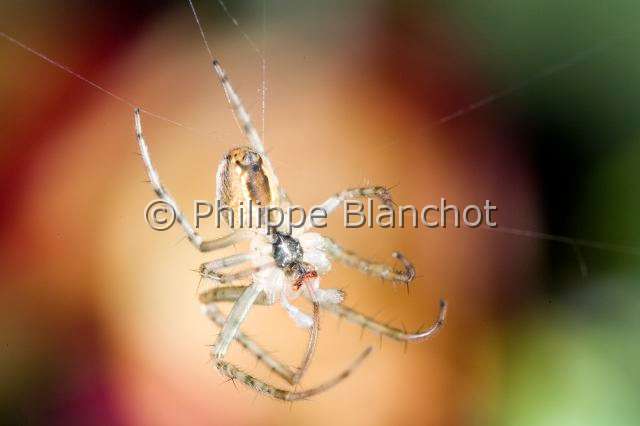Tetragnathidae_1365.JPG - France, Araneae, Tetragnathidae (Metidae), Araignée, Méta d'automne (Metellina segmentata), jeune suspendue à un fil de soie, Lesser garden spider or Autumn spider