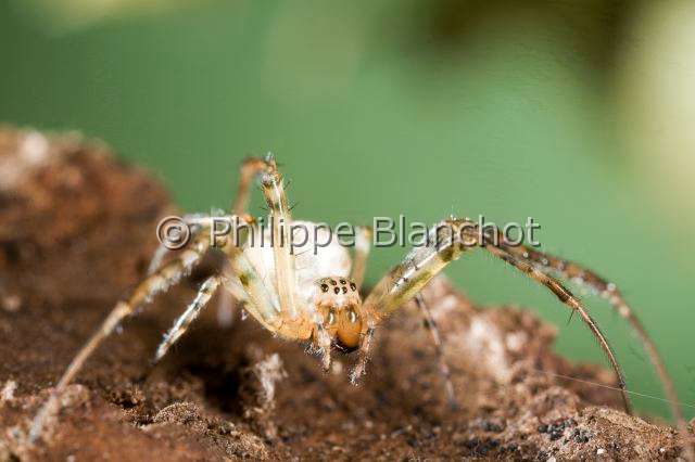 Tetragnathidae_3056.JPG - France, Araneae, Tetragnathidae (Metidae), Araignée, Méta d'automne (Metellina segmentata), portrait, Lesser garden spider or Autumn spider