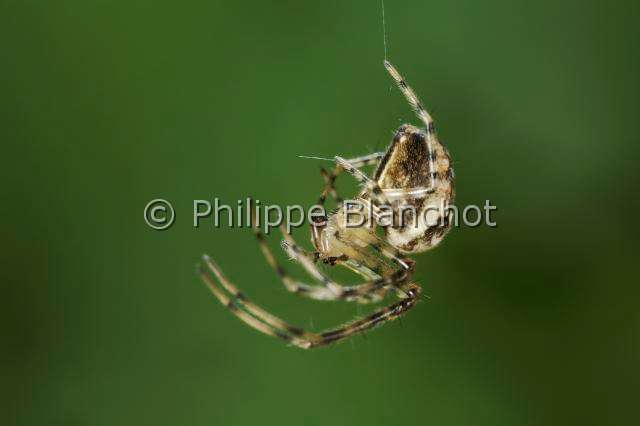 Tetragnathidae_4323.JPG - France, Araneae, Tetragnathidae (Metidae), Araignée, Méta d'automne (Metellina segmentata), femelle suspendue à un fil de soie, Lesser garden spider or Autumn spider, in "Portraits d'araignées" de Christine Rollard et Philippe Blanchot, ed. Quae