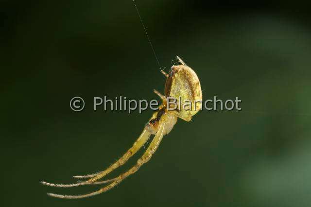 Tetragnathidae_4487.JPG - France, Araneae, Tetragnathidae (Metidae), Araignée, Méta d'automne (Metellina segmentata), femelle suspendue à un fil de soie, Lesser garden spider or Autumn spider