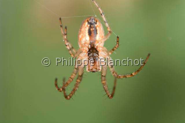 Tetragnathidae_8461.JPG - France, Araneae, Tetragnathidae (Metidae), Araignée, Méta d'automne (Metellina segmentata), femelle suspendue à un fil de soie, Lesser garden spider or Autumn spider