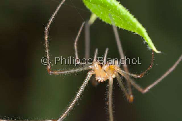 Tetragnathidae_8729.JPG - France, Araneae, Tetragnathidae, Tétragnathe étirée (Tetragnatha extensa), femelle immature, Longjawed orbweaver