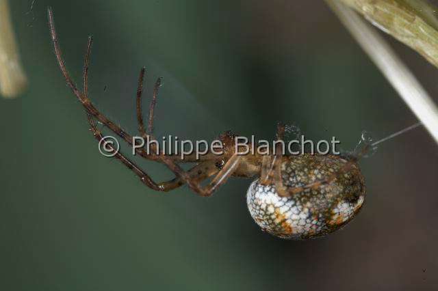 Tetragnathidae_9485.JPG - France, Araneae, Tetragnathidae (Metidae), Araignée, Méta d'automne (Metellina segmentata), femelle suspendue à un fil de soie, 6 mm, Lesser garden spider or Autumn spider