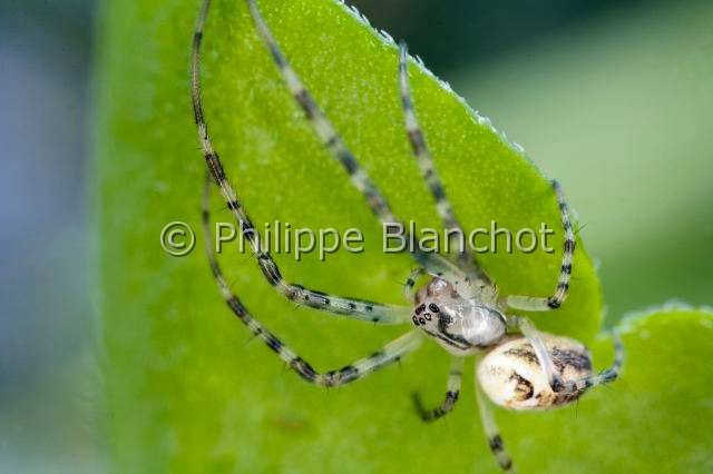 Tetragnathidae_9648.JPG - France, Araneae, Tetragnathidae (Metidae), Araignée, Méta d'automne (Metellina segmentata), femelle, Lesser garden spider or Autumn spider