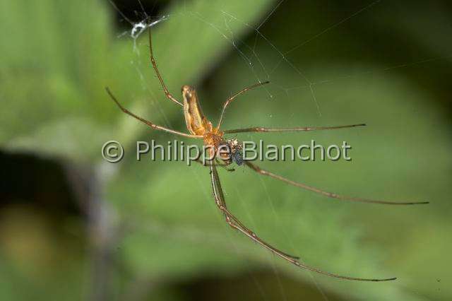 Tetragnathidae_9683.JPG - France, Araneae, Tetragnathidae, Tétragnathe étirée (Tetragnatha extensa), femelle, 10 mm, sur sa toile, Longjawed orbweaver, in "Portraits d'araignées" de Christine Rollard et Philippe Blanchot, ed. Quae 