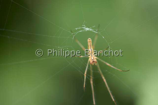 Tetragnathidae_9687.JPG - France, Araneae, Tetragnathidae, Tétragnathe étirée (Tetragnatha extensa), femelle, 10 mm, sur sa toile, Longjawed orbweaver
