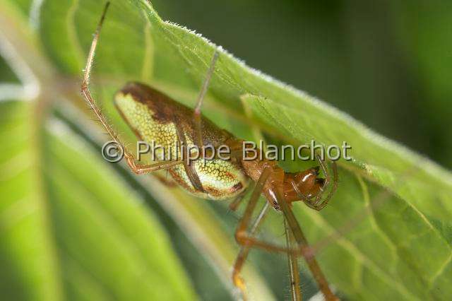 Tetragnathidae_9805.JPG - France, Araneae, Tetragnathidae, Tétragnathe étirée (Tetragnatha extensa), femelle, 10 mm, Longjawed orbweaver
