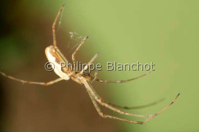 Tetragnathidae_tetragnatha-2.JPG - France, Araneae, Tetragnathidae, Tétragnathe étirée (Tetragnatha extensa), femelle, 10 mm, Longjawed orbweaver