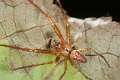 Tetragnathidae_0521