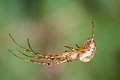 Tetragnathidae_0701