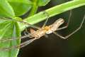 Tetragnathidae_8726